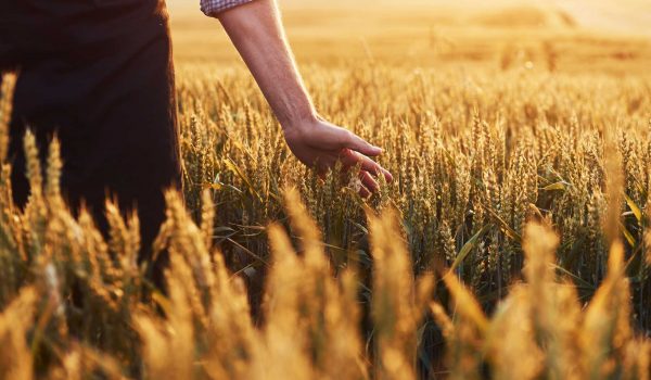 Verantwortungsvolle, nachhaltige Landwirtschaft berücksichtigt das Ökosystem, die Artenvielfalt und das einzelne Lebewesen. Eine umweltgerechte Nahrungsmittelproduktion vermeidet schädlichen Einfluss auf Klima, Natur und Gesundheit der Menschen.