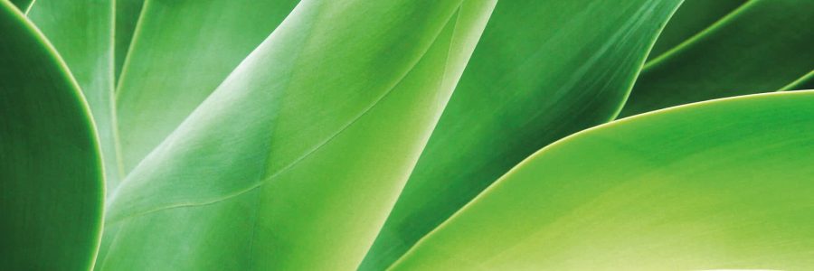 Startseite-MurphyandSpitz-Green Bond Fund